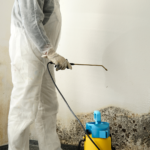 How Rainbow Mold Removal Can Transform Your Space