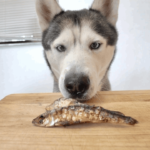 Fish for Dogs