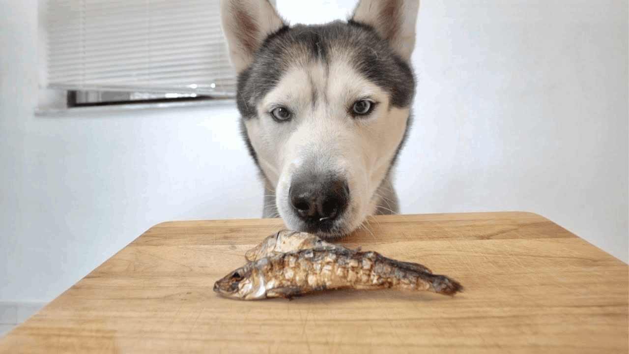 Fish for Dogs